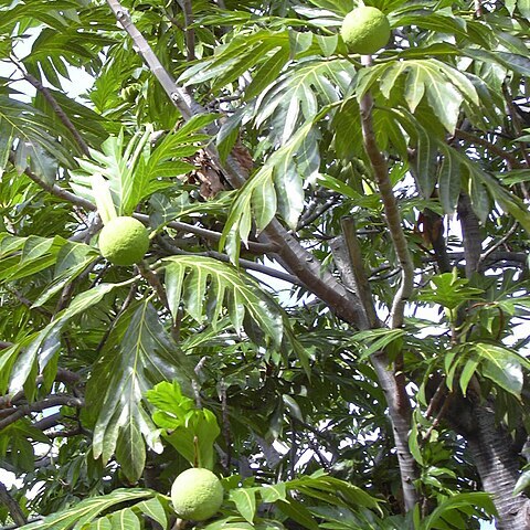 Artocarpus unspecified picture