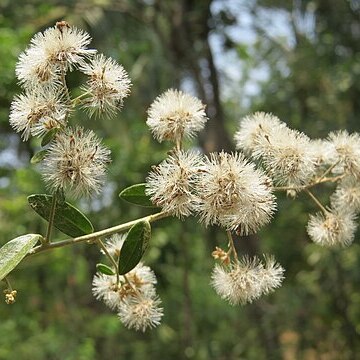 Tarlmounia elliptica unspecified picture