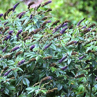 Otholobium pubescens unspecified picture