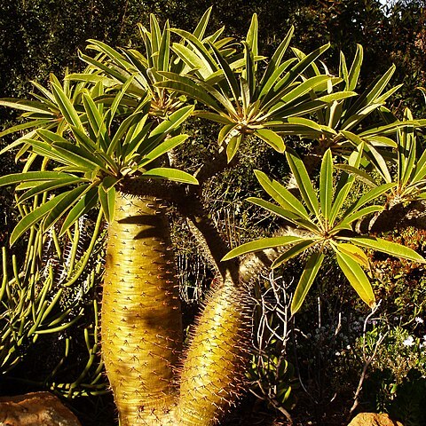 Pachypodium lamerei unspecified picture