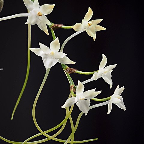 Rangaeris muscicola unspecified picture