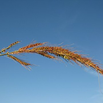 Echinochloa telmatophila unspecified picture