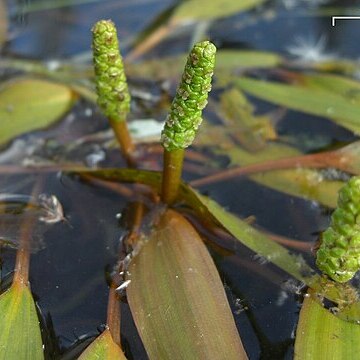 Potamogeton gramineus unspecified picture