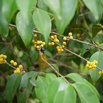 Memecylon talbotianum unspecified picture