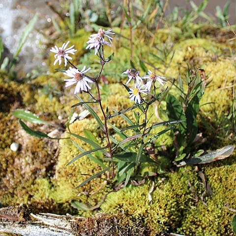 Symphyotrichum nahanniense unspecified picture