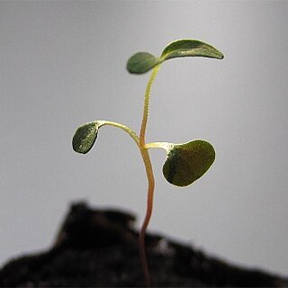 Eucalyptus nitida unspecified picture