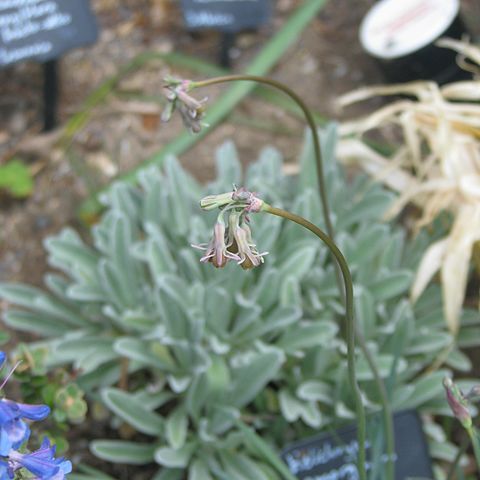 Tulbaghia verdoornia unspecified picture