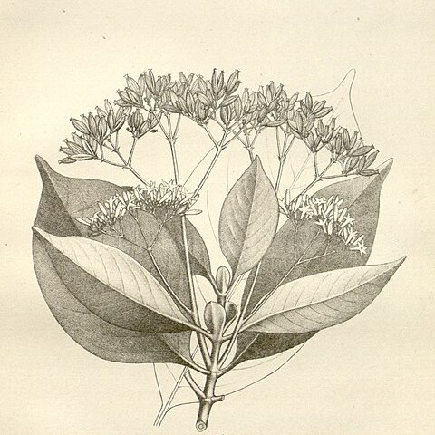 Ciliosemina unspecified picture