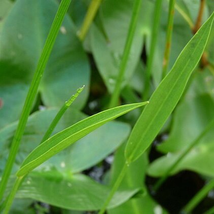 Sagittaria aginashi unspecified picture