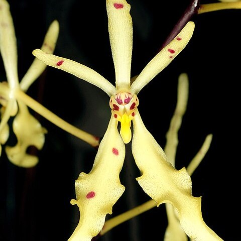 Renanthera citrina unspecified picture