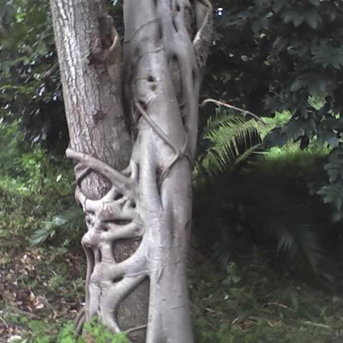 Ficus stuhlmannii unspecified picture