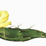 Opuntia anacantha unspecified picture