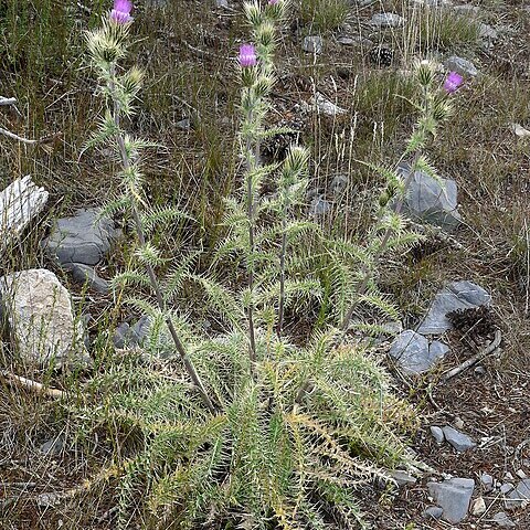 Cirsium eatonii var. clokeyi unspecified picture