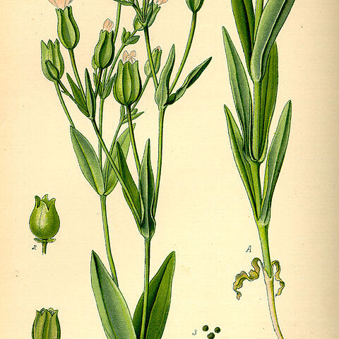 Vaccaria unspecified picture