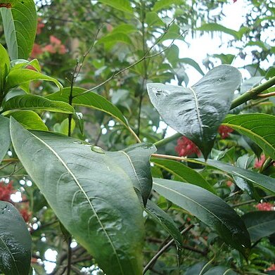 Carphalea kirondron unspecified picture
