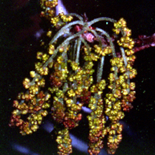 Quercus havardii unspecified picture