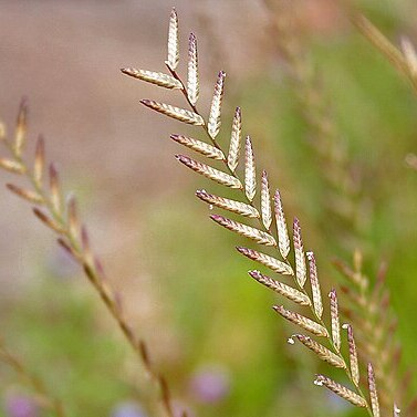 Eragrostiella unspecified picture