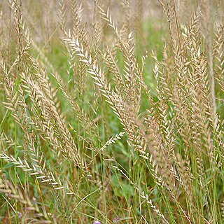 Eragrostiella unspecified picture