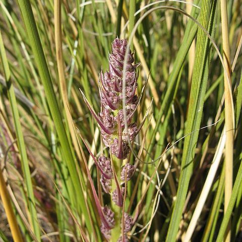 Nolina cespitifera unspecified picture