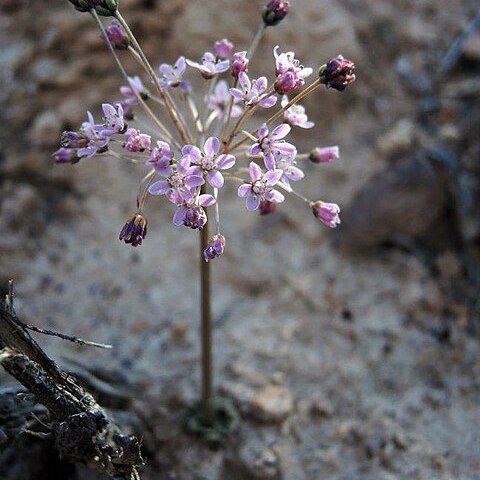 Crassula capensis var. albertiniae unspecified picture