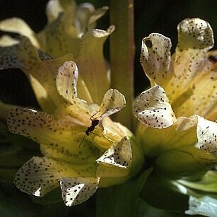 Gentiana burseri subsp. villarsii unspecified picture