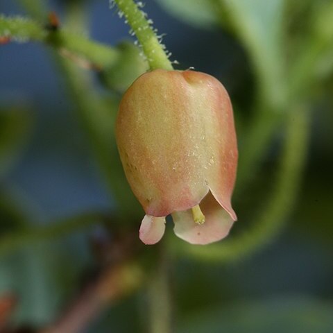 Menziesia ferruginea unspecified picture