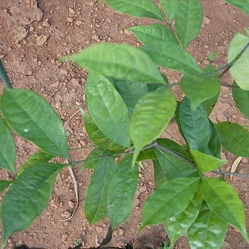 Salacia reticulata unspecified picture