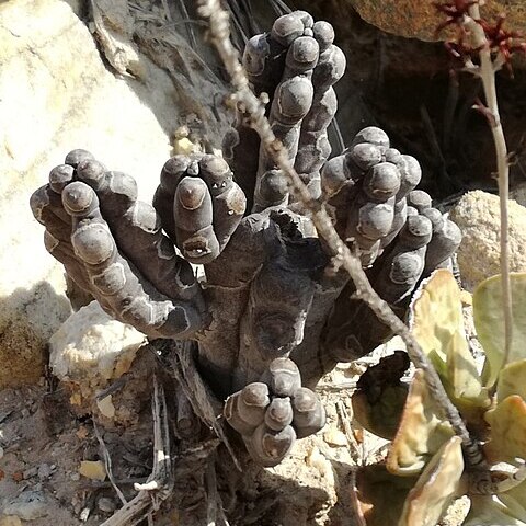 Quaqua ramosa unspecified picture