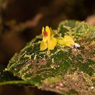 Lepanthes anatina unspecified picture