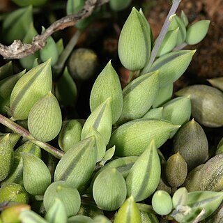 Curio radicans unspecified picture