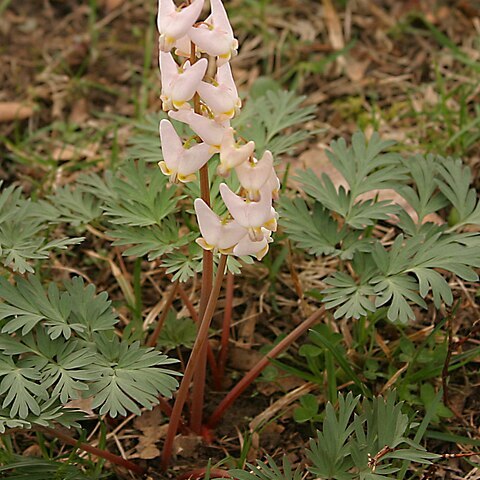 Dicentra unspecified picture
