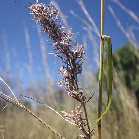 Cymbopogon caesius unspecified picture