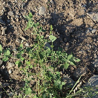 Chenopodium sosnowskyi unspecified picture