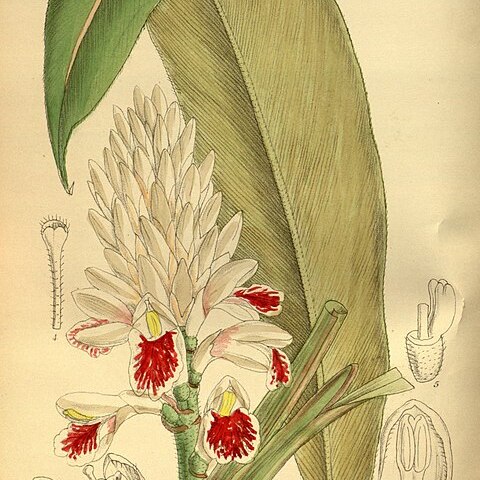 Alpinia kawakamii unspecified picture