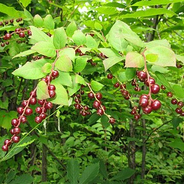 Vaccinium oldhamii unspecified picture