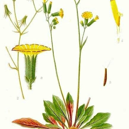 Crepis multicaulis unspecified picture