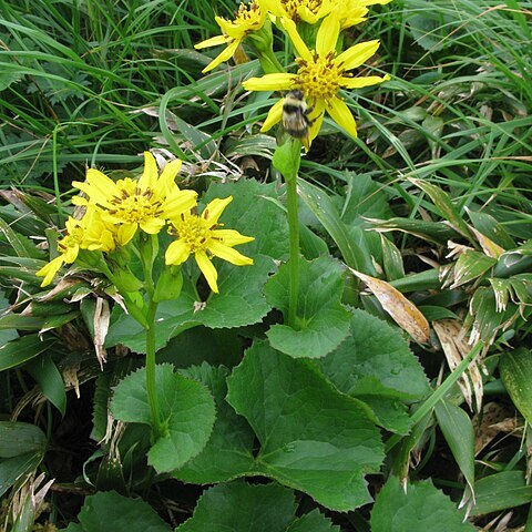 Ligularia hodgsonii unspecified picture