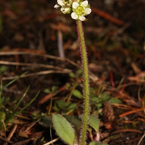 Micranthes integrifolia unspecified picture