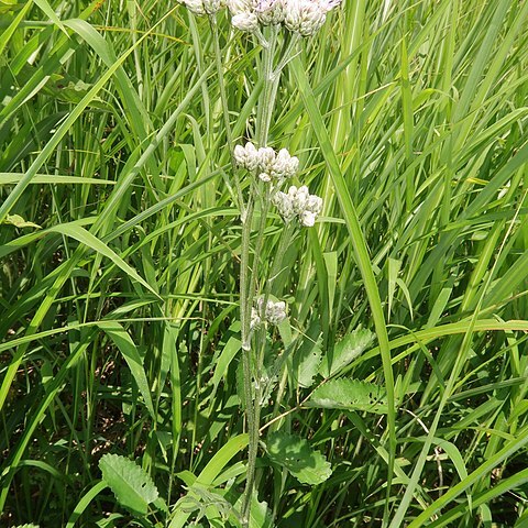 Saussurea maximowiczii unspecified picture