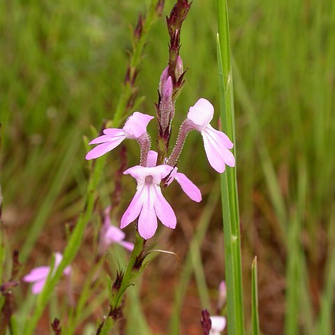 Orobanchaceae unspecified picture
