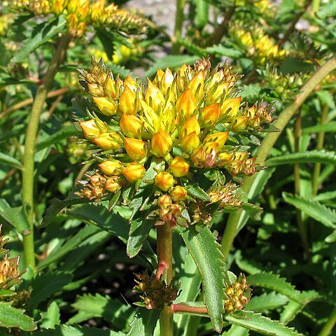 Rhodiola kirilowii unspecified picture