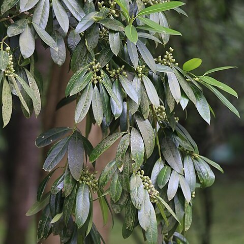 Symplocos tetragona unspecified picture