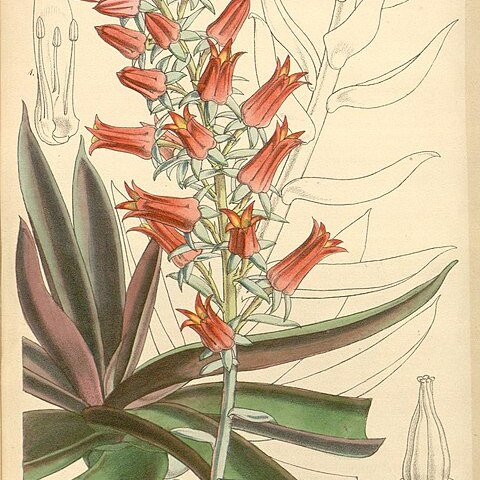Echeveria canaliculata unspecified picture