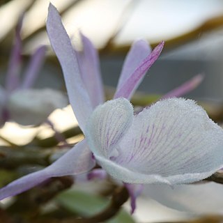 Dendrobium macrostachyum unspecified picture
