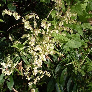 Rumex sagittatus unspecified picture
