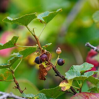 Ribes fragrans unspecified picture
