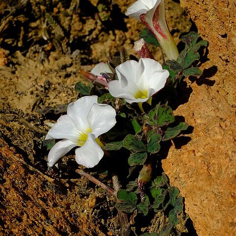 Oxalis ambigua unspecified picture