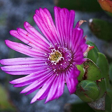 Ruschia schollii unspecified picture