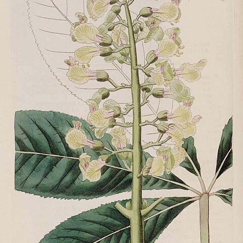 Aesculus neglecta unspecified picture