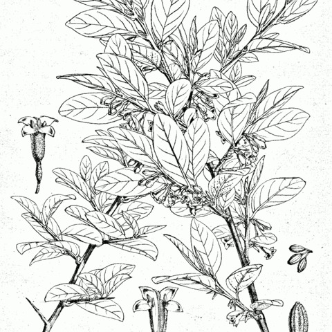 Elaeagnus latifolia unspecified picture